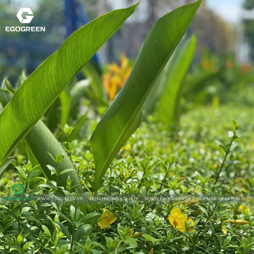 Sau nửa năm, cây xanh đã bén rễ, phát triển đồng đều và tạo nên diện mạo hoàn toàn khác. 
